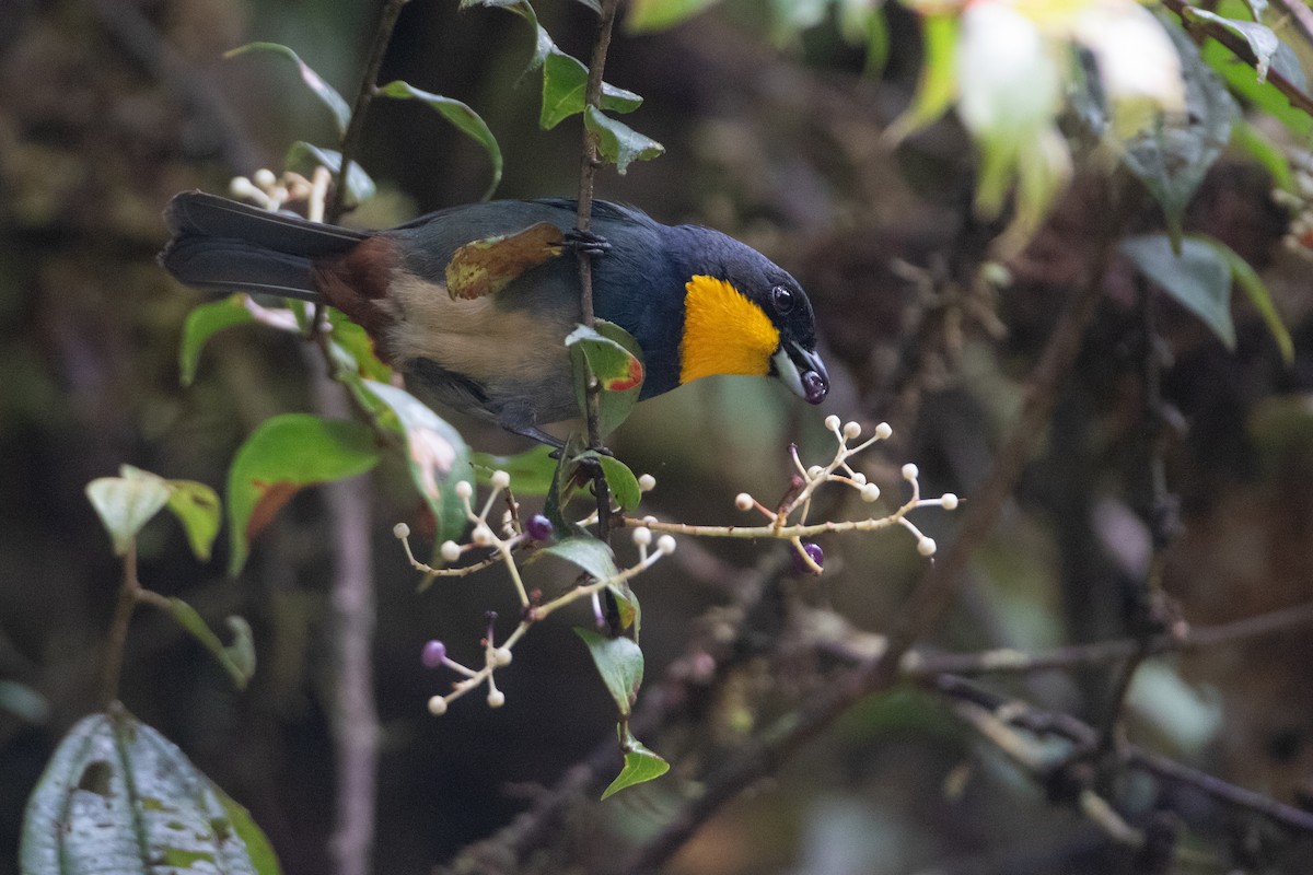 Purplish-mantled Tanager - ML645988221