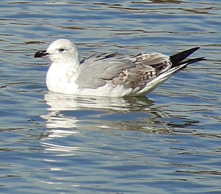 racek středomořský - ML645988224