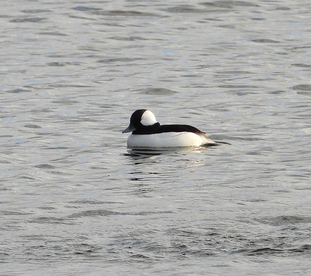 ヒメハジロ - ML645988226