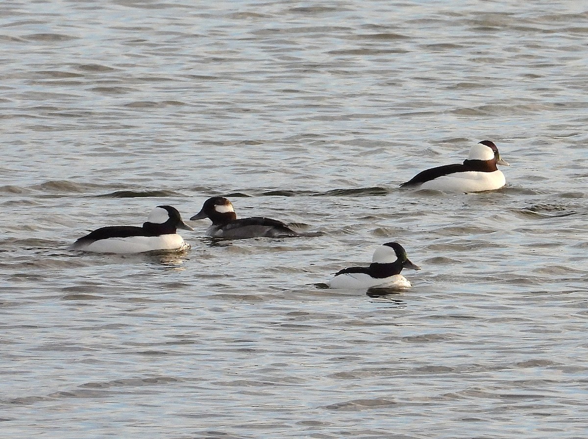 ヒメハジロ - ML645988227