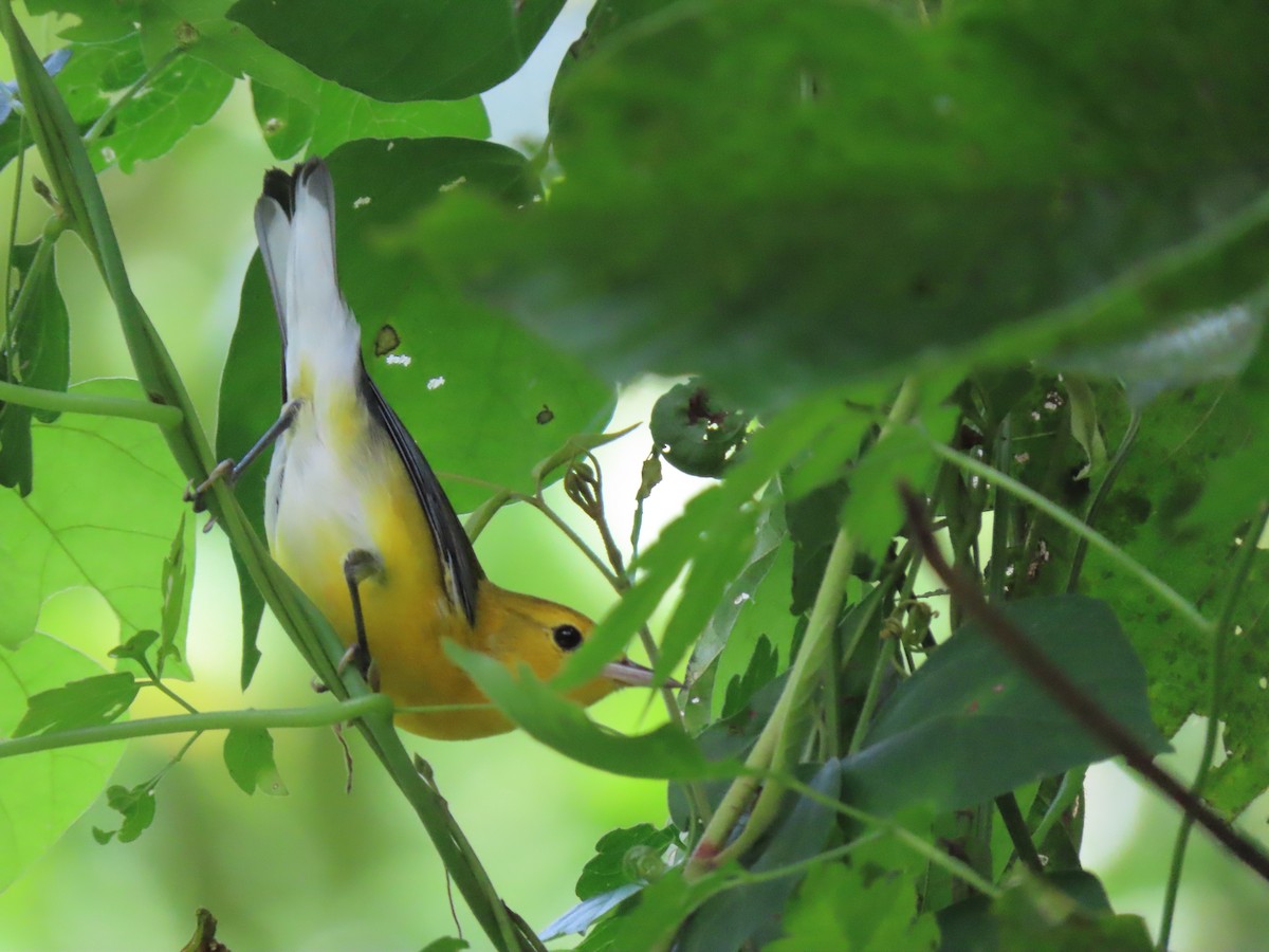 Prothonotary Warbler - ML645988230