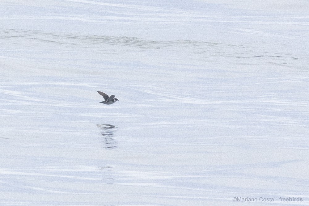 Magellanic Diving-Petrel - ML645988232