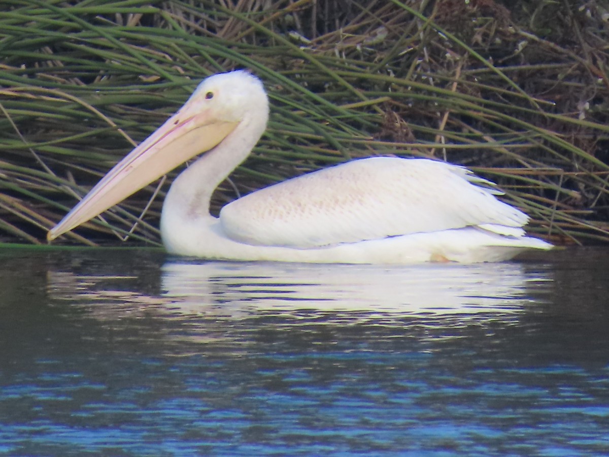American White Pelican - ML645988233