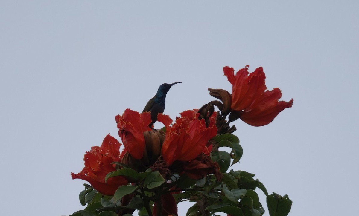 Green-headed Sunbird - ML645988240