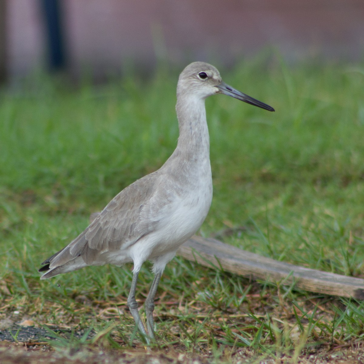 Willet - ML645988241