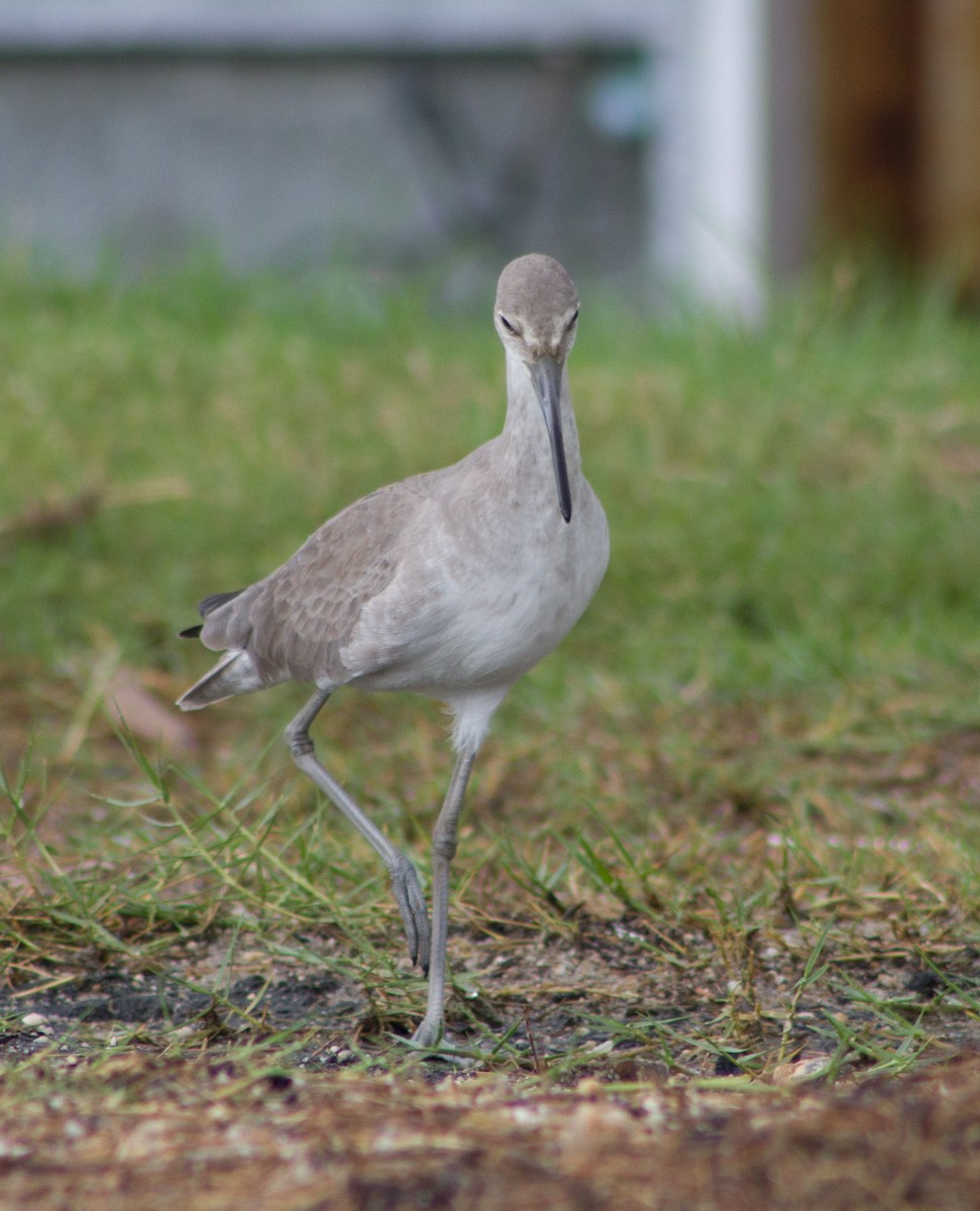 Willet - ML645988242