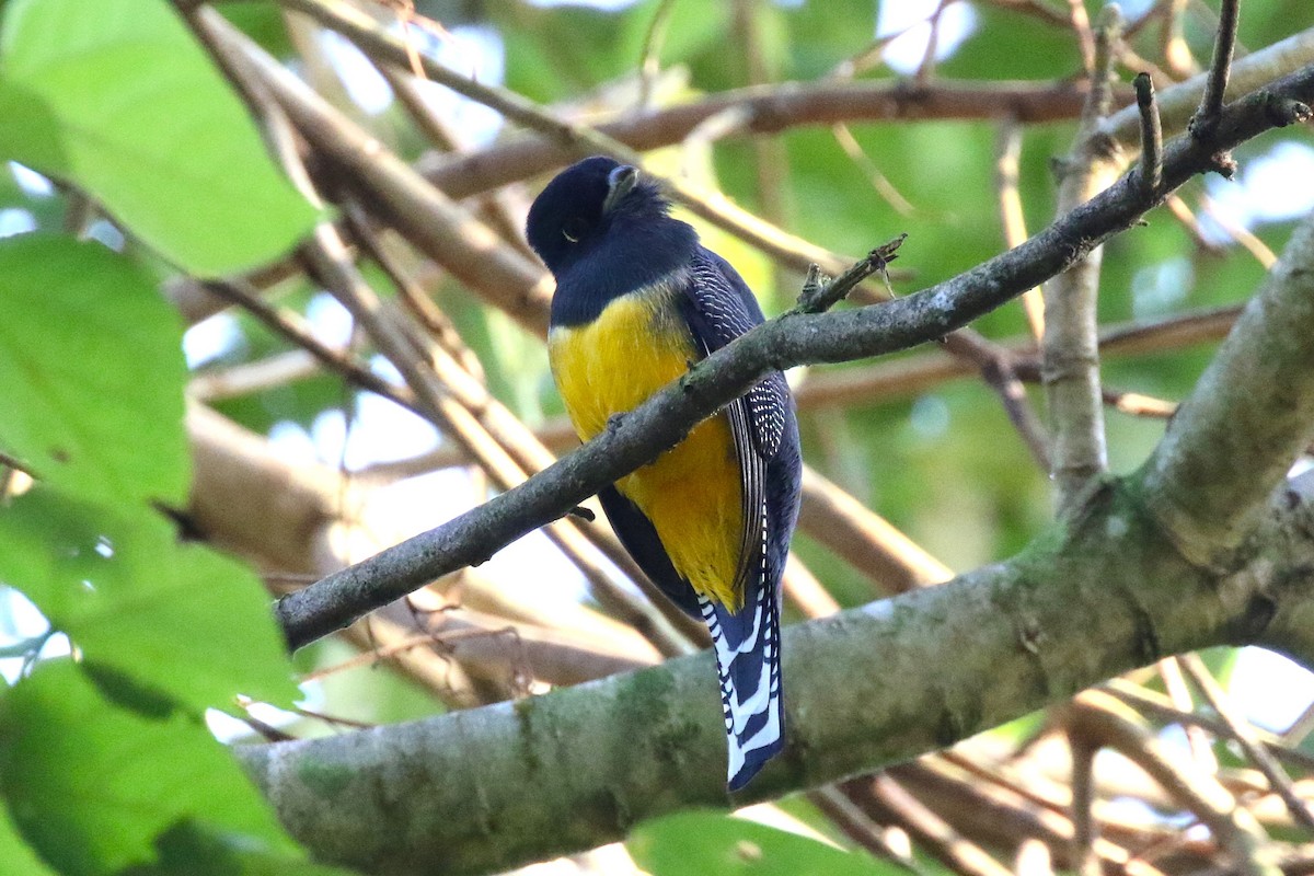 Gartered Violaceous Trogon - ML645988246