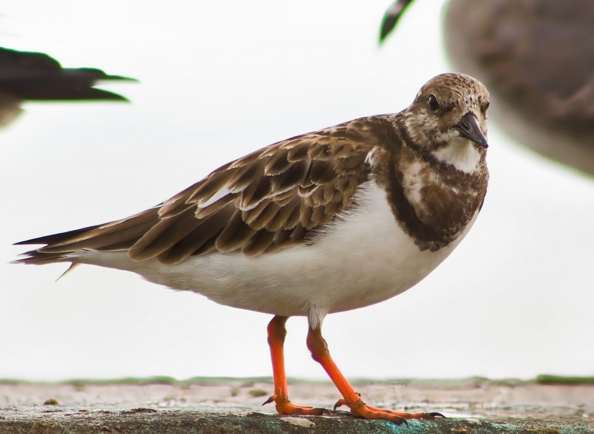 Ruddy Turnstone - ML645988247