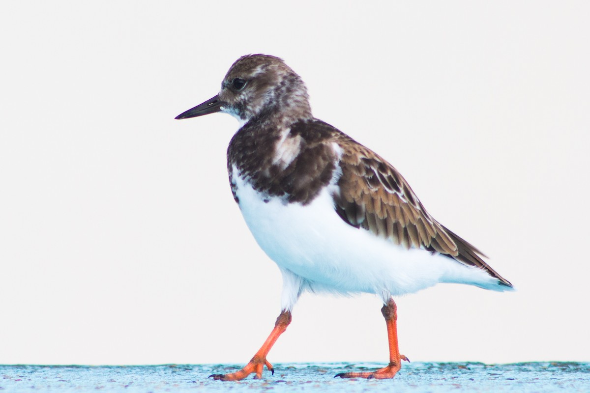 Ruddy Turnstone - ML645988248