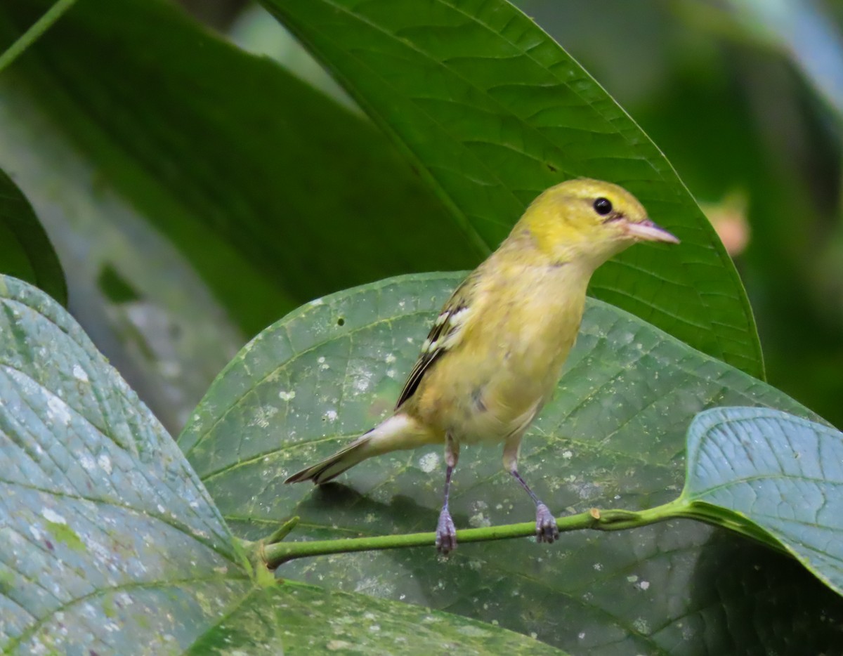 Bay-breasted Warbler - ML645988251