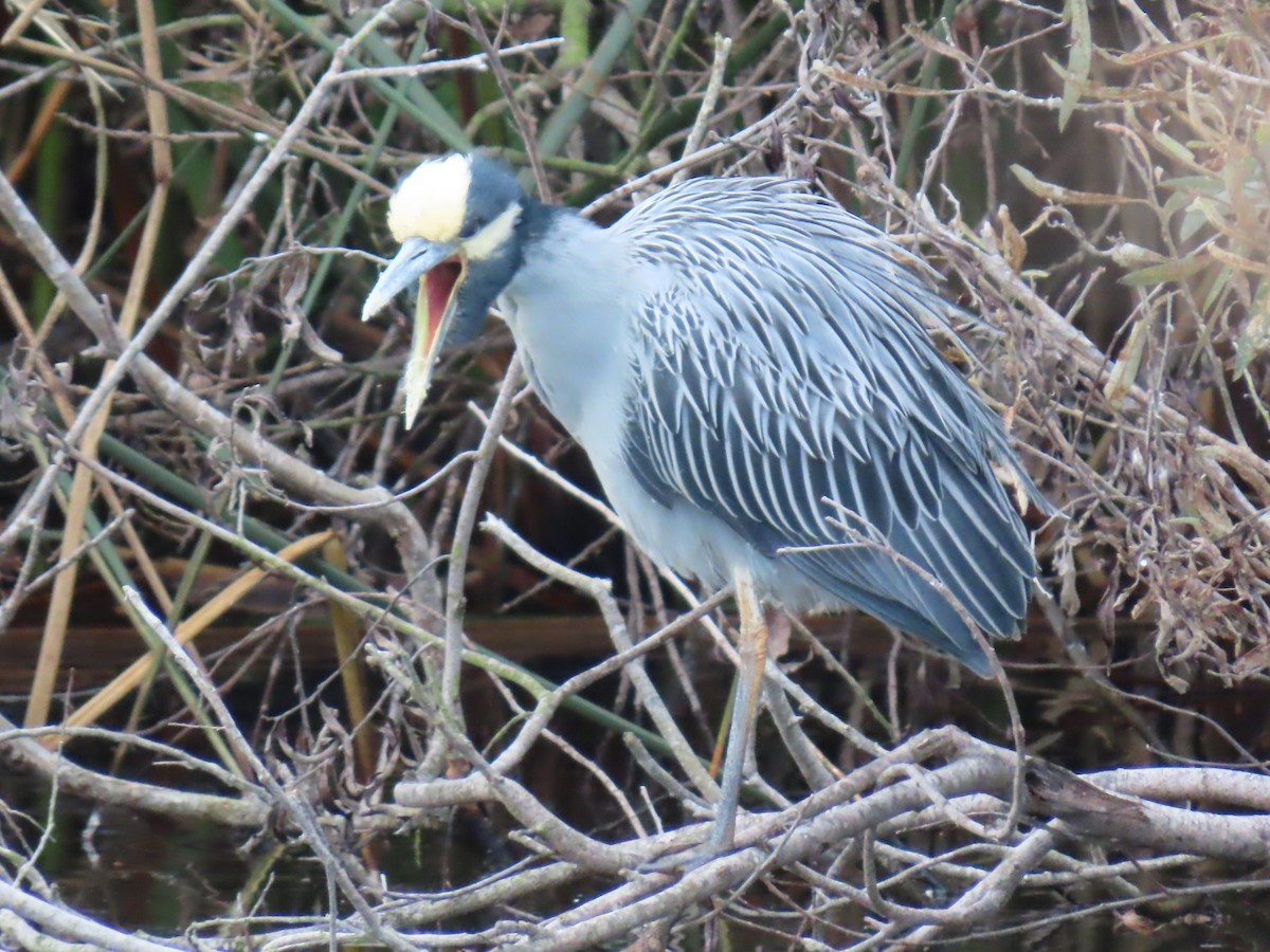 Квак чорногорлий - ML645988252