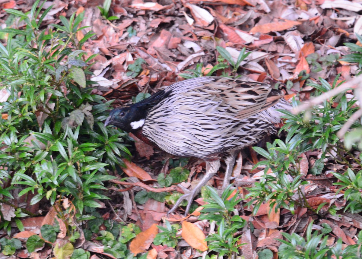 Koklass Pheasant - ML645988256