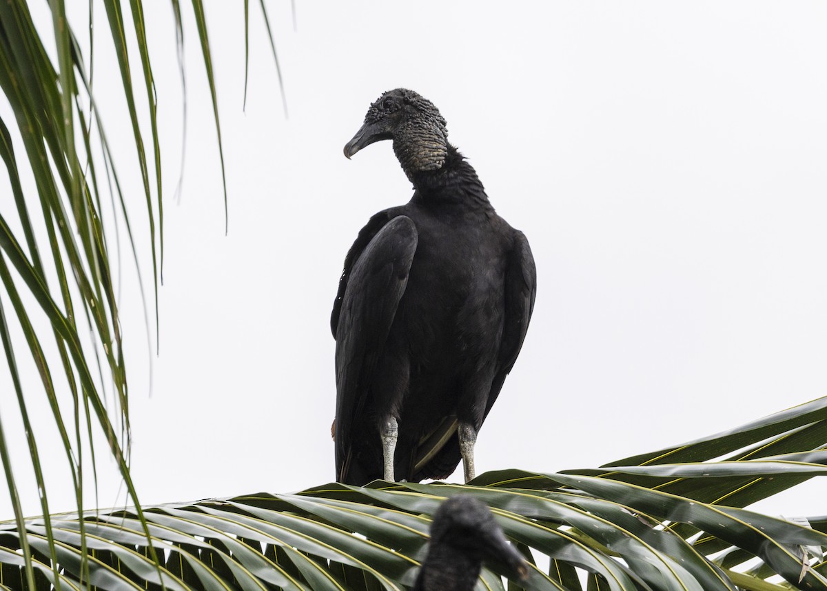 Black Vulture - ML645988259