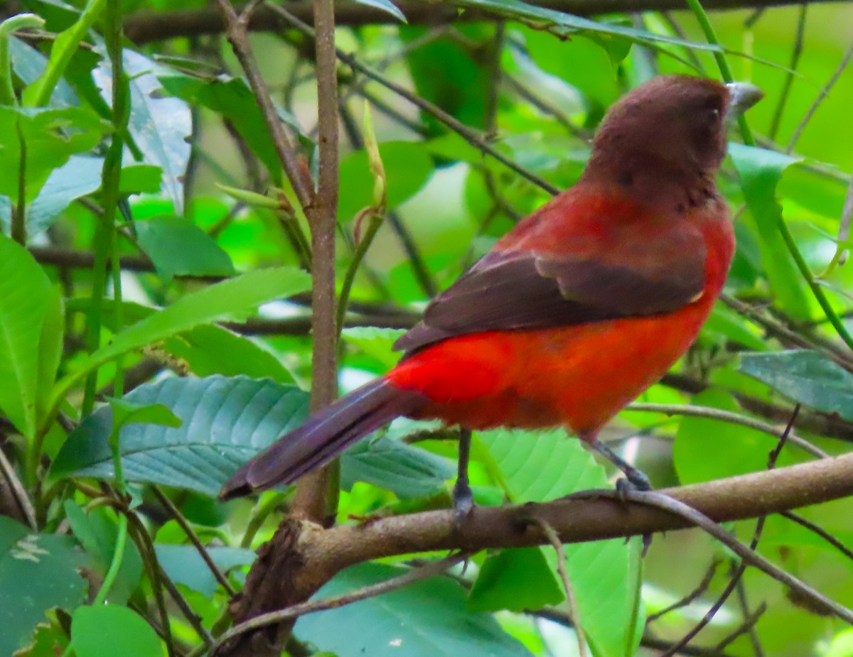 Crimson-backed Tanager - ML645988263