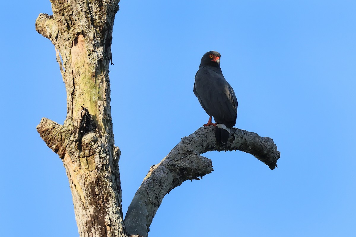 Slate-colored Hawk - ML645988264