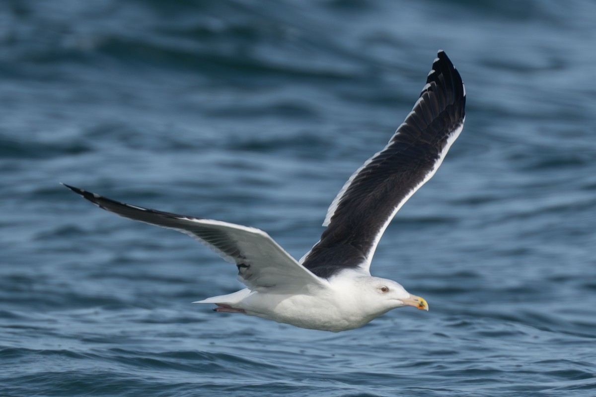 Great Black-backed Gull - ML645988266