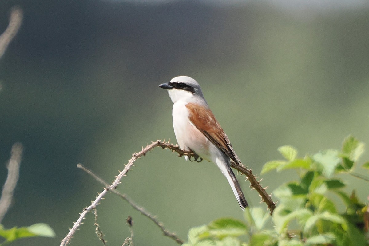 Red-backed Shrike - ML645988267