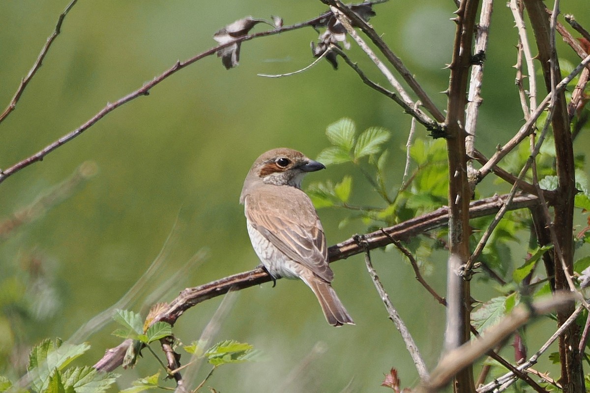 Red-backed Shrike - ML645988268