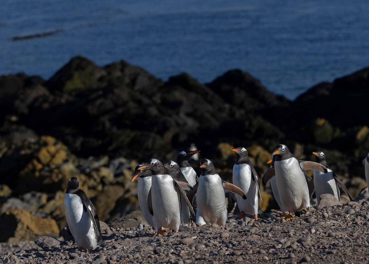 Gentoo Penguin - ML645988269