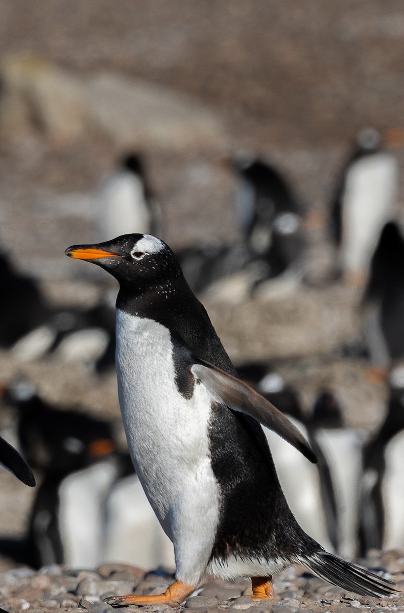 Gentoo Penguin - ML645988270