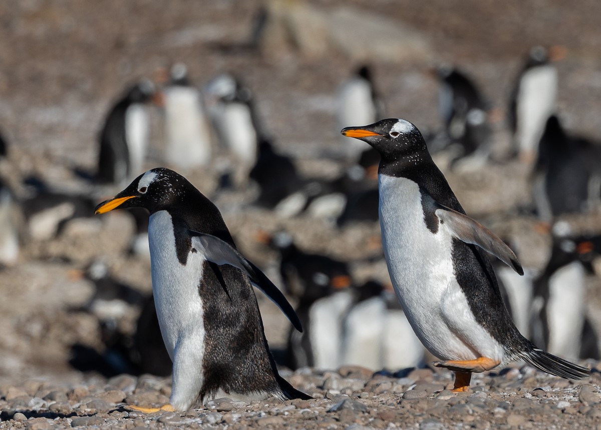 Gentoo Penguin - ML645988271