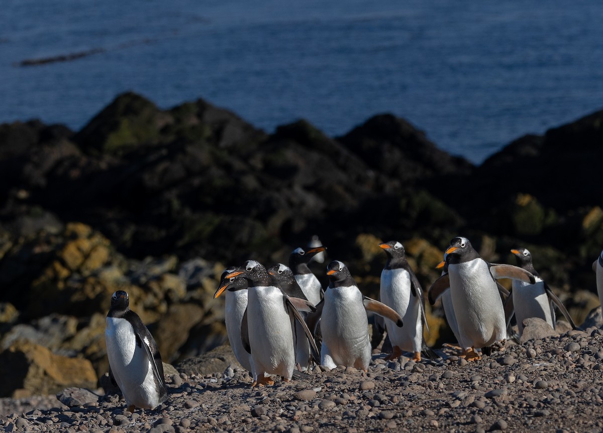 Gentoo Penguin - ML645988272