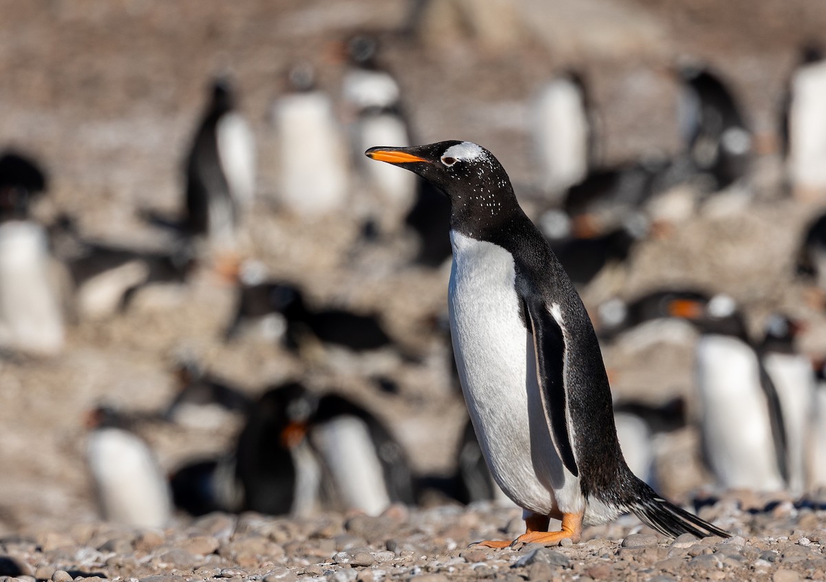 Gentoo Penguin - ML645988273