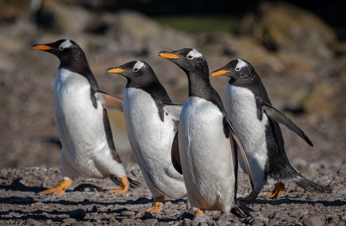 Gentoo Penguin - ML645988274