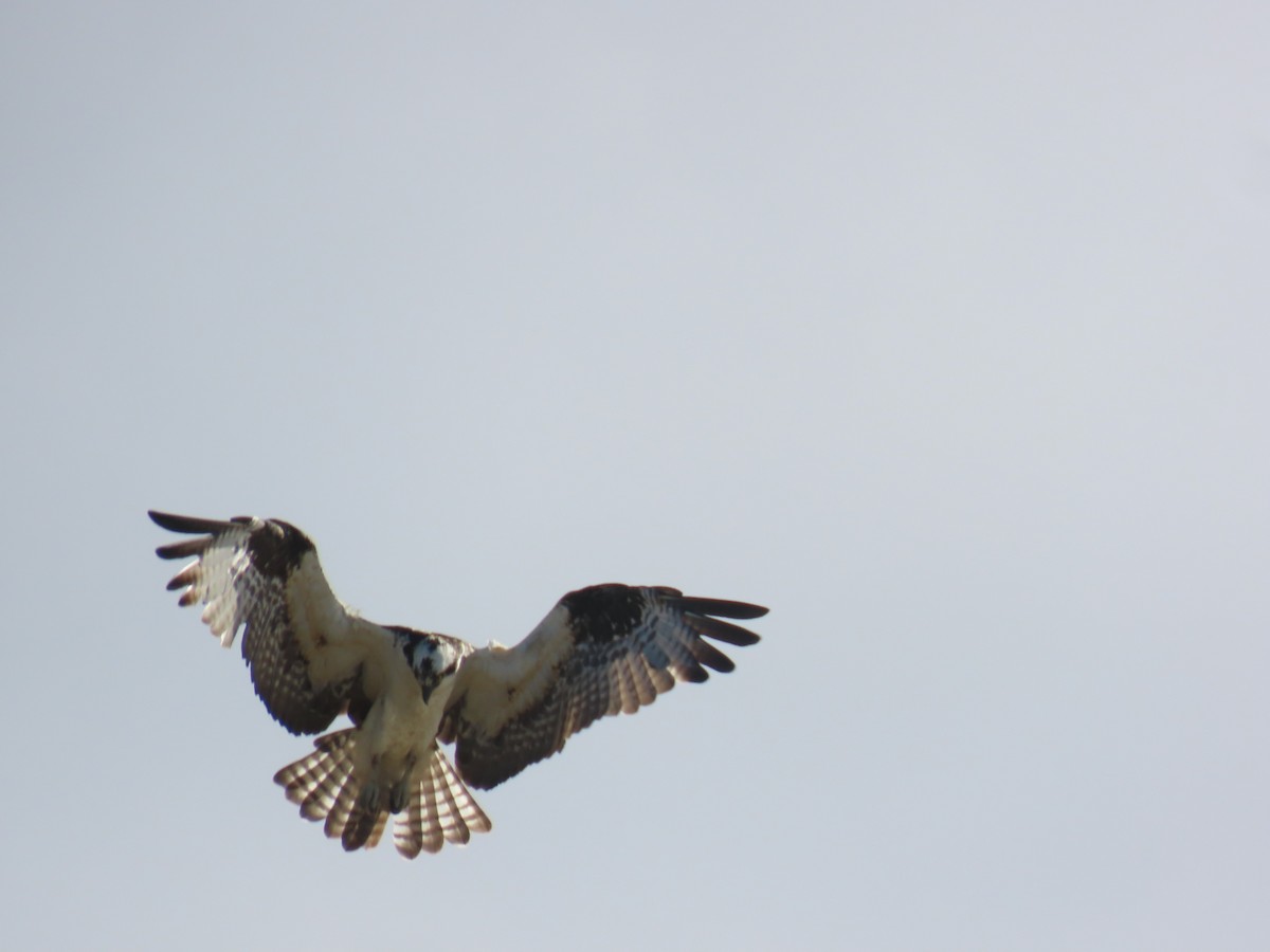 Osprey (American) - ML645988275