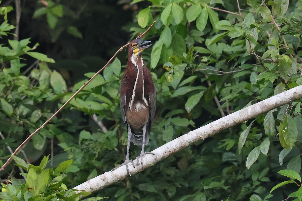 Rufescent Tiger-Heron - ML645988276