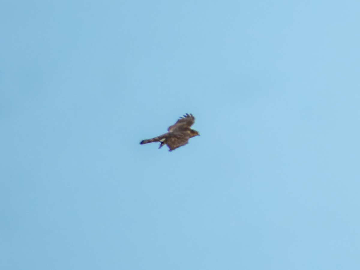 Eurasian Sparrowhawk - ML645988277