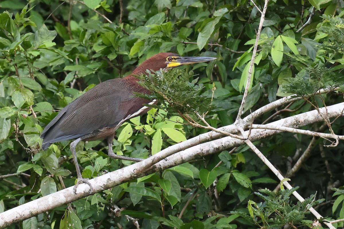 Rufescent Tiger-Heron - ML645988278