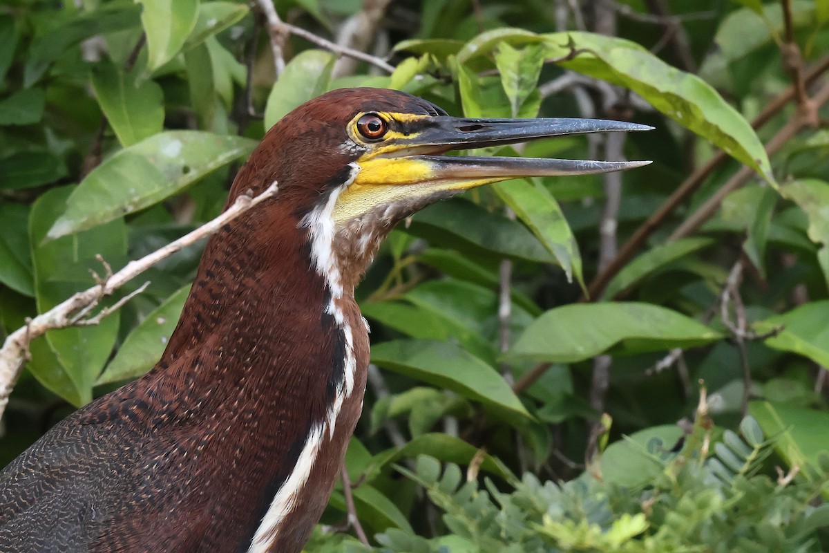 Rufescent Tiger-Heron - ML645988279