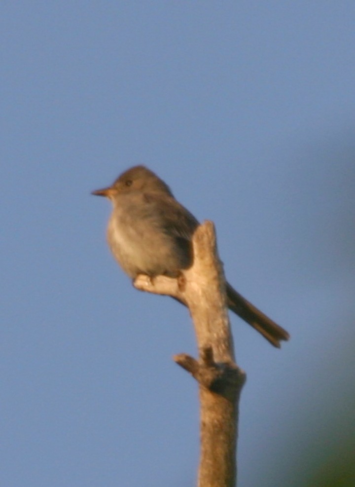 Western Wood-Pewee - ML645988280