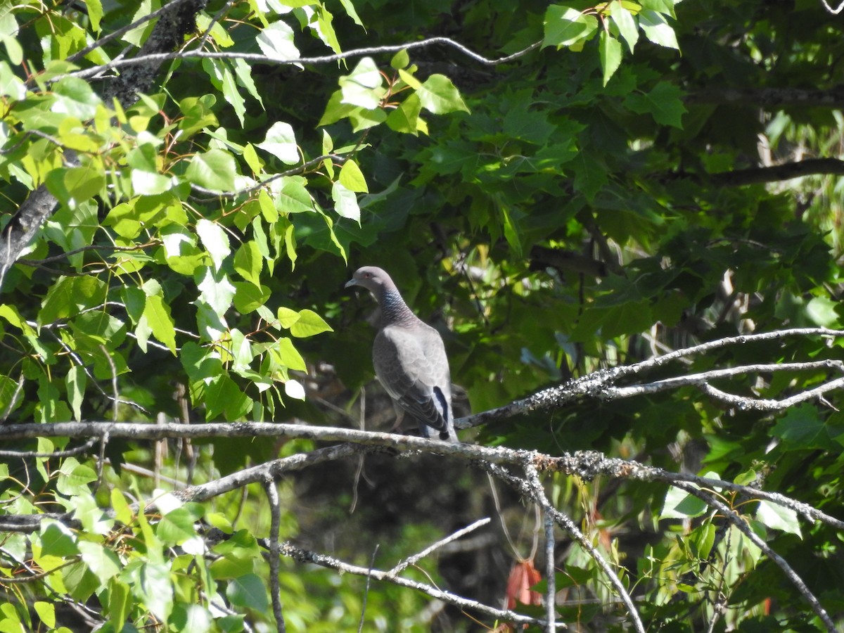 Picazuro Pigeon - ML645988281
