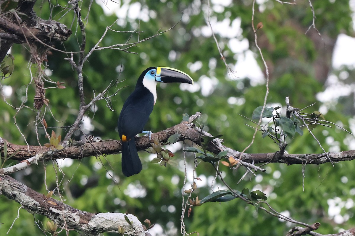 White-throated Toucan - ML645988284