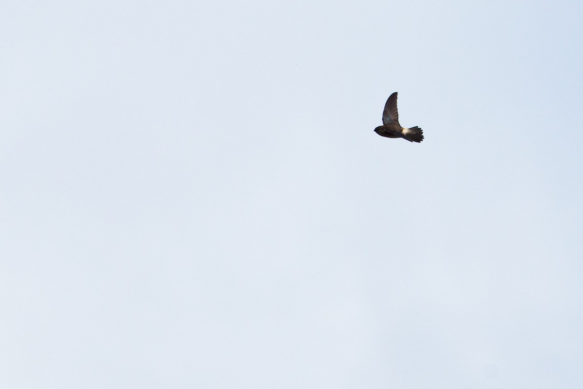 Mascarene Swiftlet - ML645988285