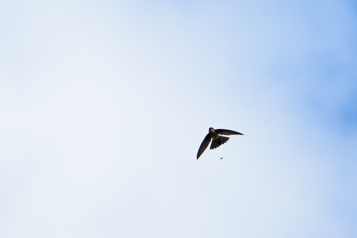 Mascarene Swiftlet - ML645988286