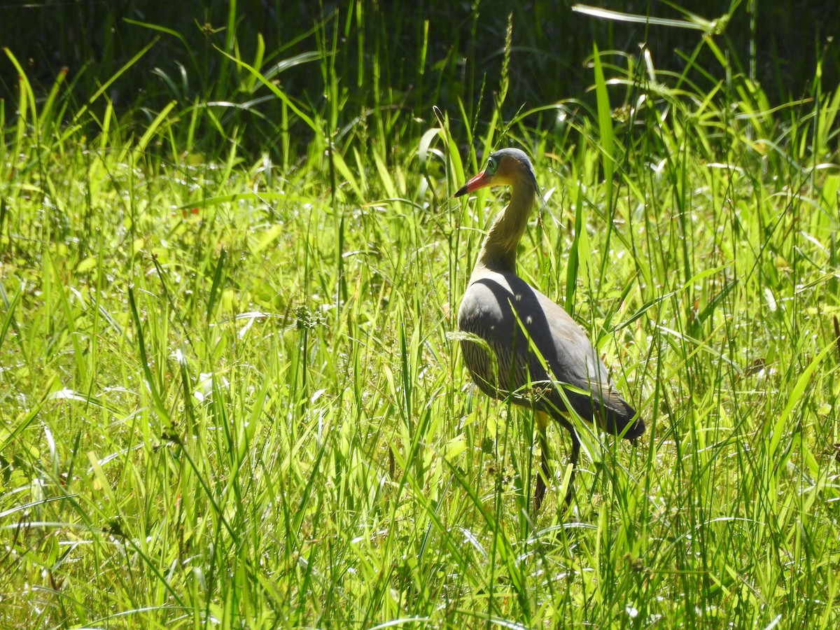 Whistling Heron - ML645988287