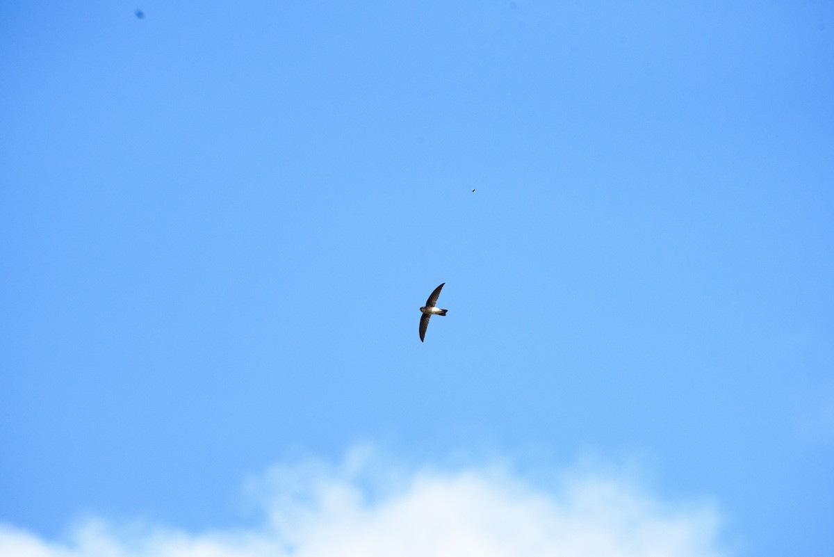 Mascarene Swiftlet - ML645988288