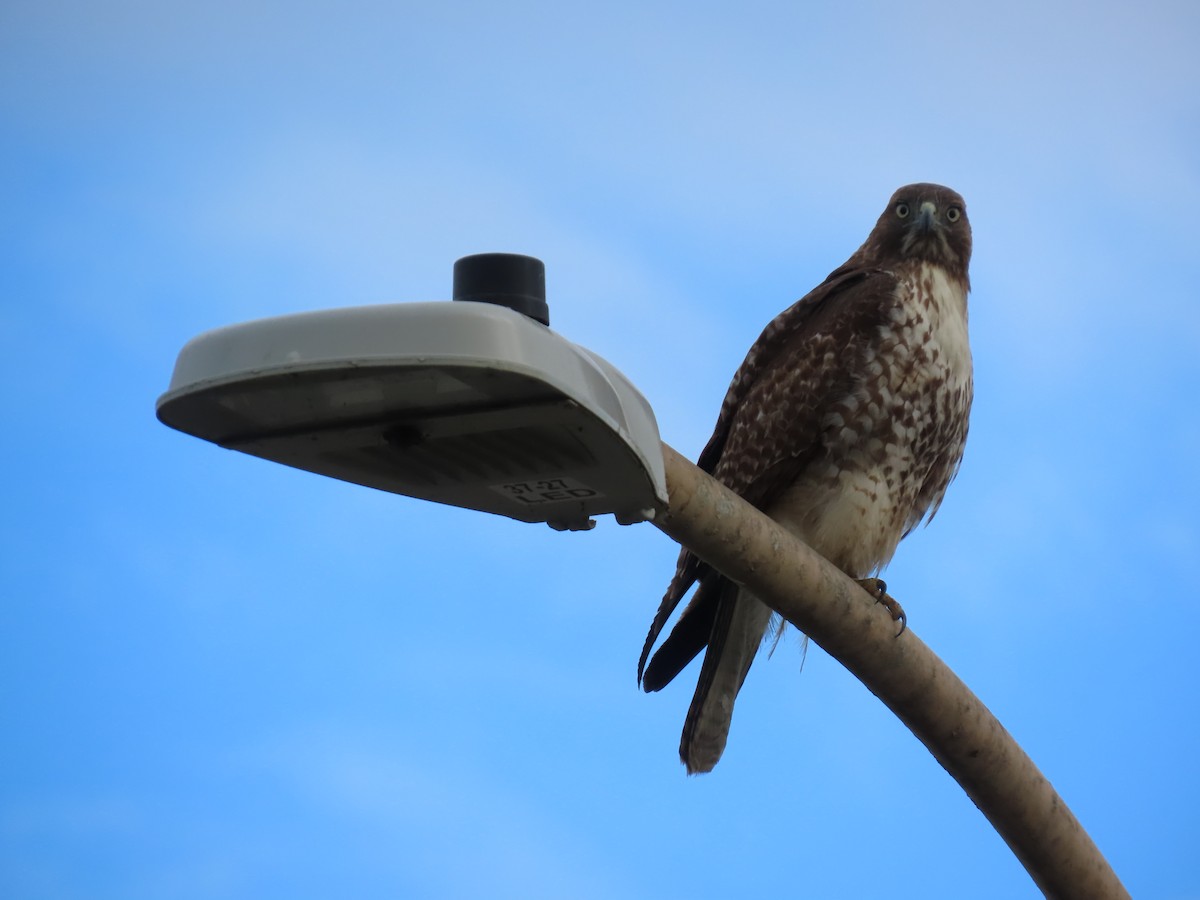 Cooper's Hawk - ML645988289
