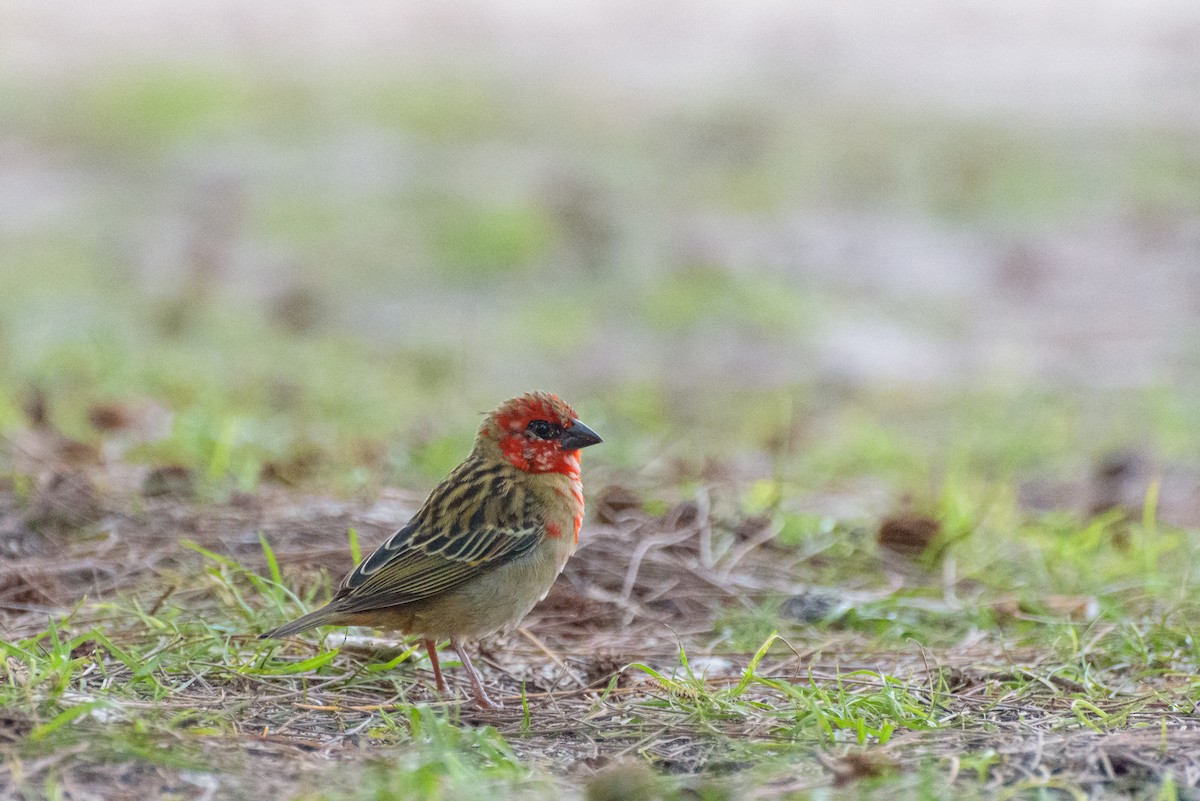 Red Fody - ML645988290