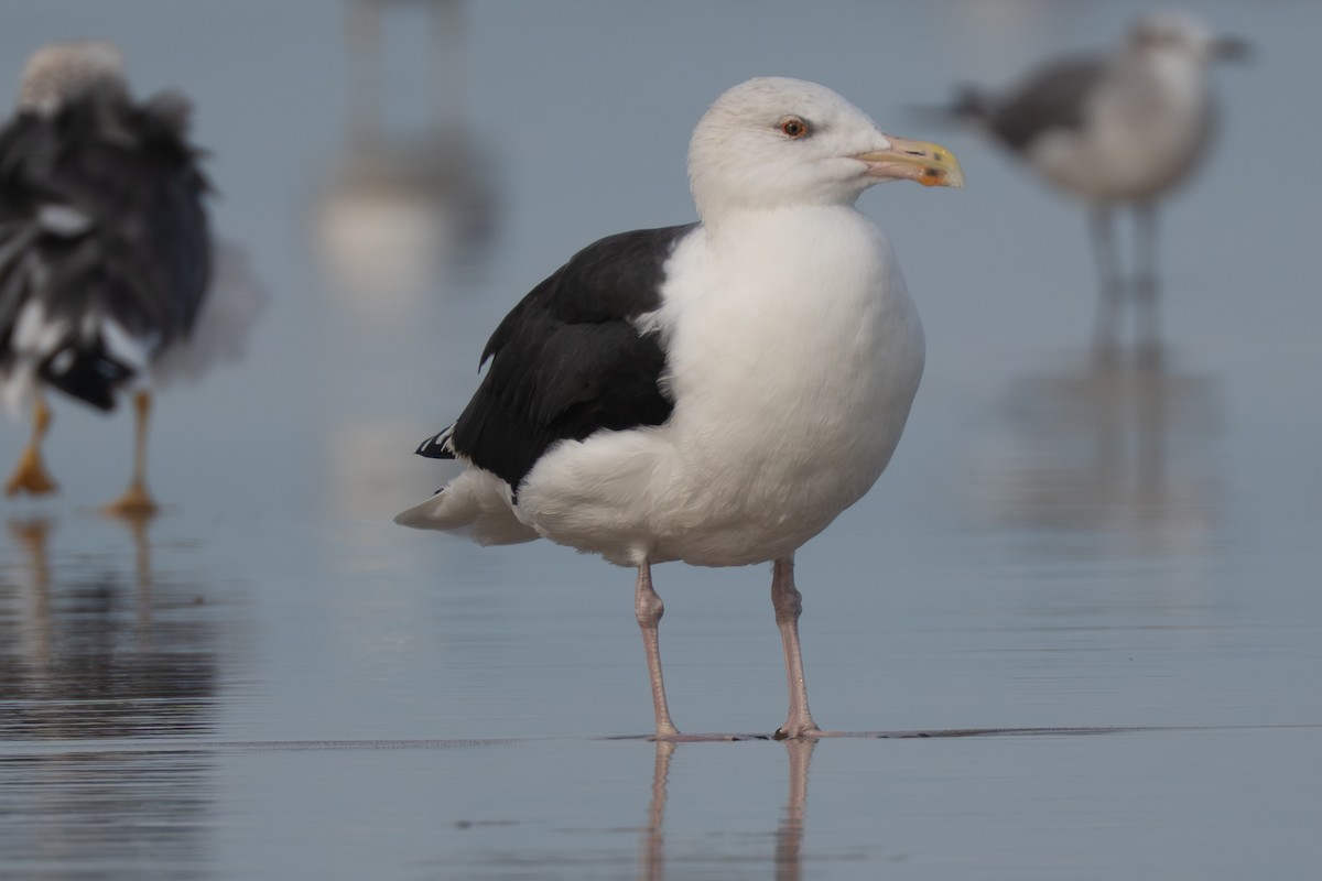 Great Black-backed Gull - ML645988294