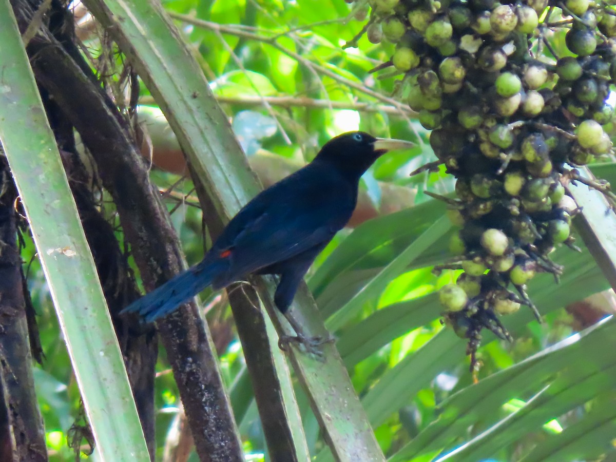 Scarlet-rumped Cacique - ML645988295