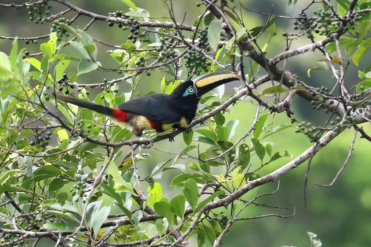 Many-banded Aracari - ML645988330