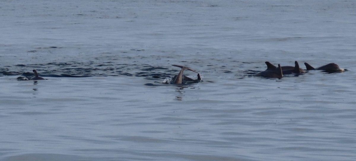 Bottlenose Dolphins - ML645988331