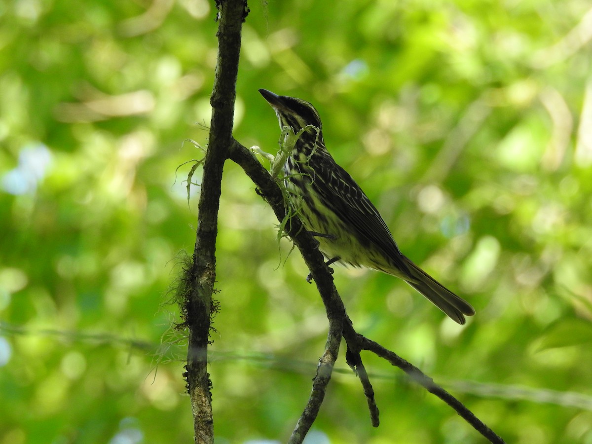 Streaked Flycatcher - ML645988333