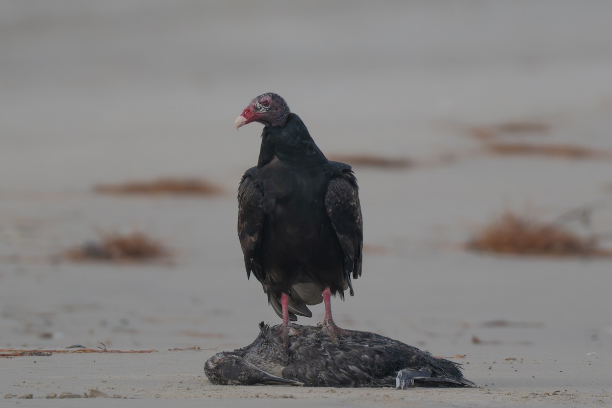 Turkey Vulture - ML645988334