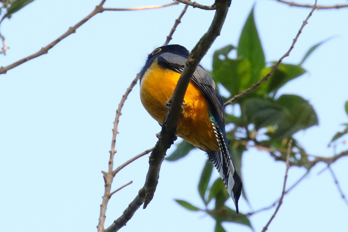 Gartered Violaceous Trogon - ML645988335