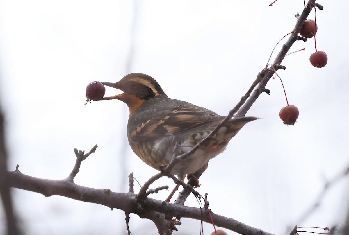 Varied Thrush - ML645988336